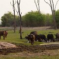 MG 5956 : Zimbabwe