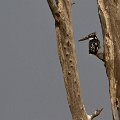 MG 6037 : Zimbabwe