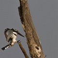 MG 6051 : Zimbabwe