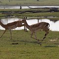 MG 6088 : Zimbabwe