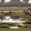 MG 6099 : Zimbabwe