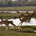MG 6101 : Zimbabwe