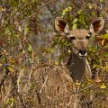 MG 6218 : Zimbabwe