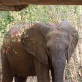 MG 6275 : Zimbabwe