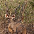 MG 6282 : Zimbabwe