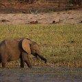 MG 6315 : Zimbabwe