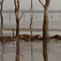 MG 6475 : Zimbabwe