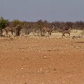Female kudu are leaving  <div