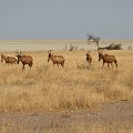 Red hartebeest  <div