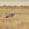 Kori bustard  <div