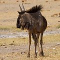 Blue wildebeest  <div