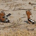 African hoopoe  <div