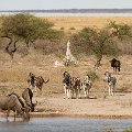 Wildebeeste and zebra at camp waterhole  <div