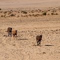 Wild horses    MG 9166