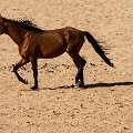 Skinny horses as no rain yet and very little to eat    MG 9225