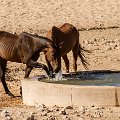 Pawing the water    MG 9174