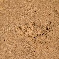 Leopard tracks near lunch    MG 0393