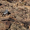 Southern pale chanting goshawk    MG 6060