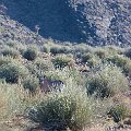 Oryx in the canyon    MG 6076