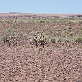Zebra    MG 6098