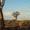 Quiver tree    MG 9100