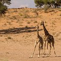 Giraffe fighting over bone    MG 8467