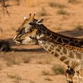 Giraffe fighting over bone    MG 8481