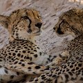 Cheetah mom with 2 cubs in the evening    MG 8507