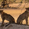 The cubs    MG 8548