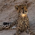 Cheetah cub    MG 8564