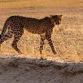 Cheetah cub    MG 8577