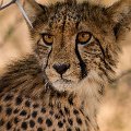 Cheetah cub    MG 8590