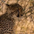 Cheetah cub    MG 8595