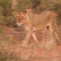 Lion walking through camp in evening    MG 8601