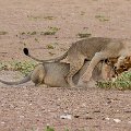Lions playing at Sitsas waterhole    MG 8621
