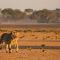 Lions in the morning    MG 8641