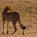 Cheetah pair hunting    MG 8704