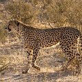 Cheetah    MG 8728