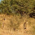 Cheetah pair hunting    MG 8745