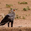Secretary bird    MG 8780