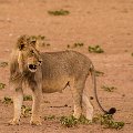 More lions    MG 8816
