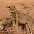 More lions    MG 8832