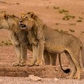 More lions    MG 8852