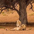 Playing lions    MG 8870