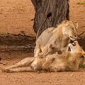 Playing lions    MG 8872