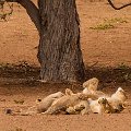 Playing lions    MG 8903