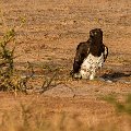 Black chested snake eagle    MG 8927