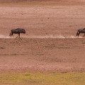 Blue wildebeest    MG 8931