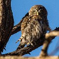 Peart spotted owlet    MG 8969