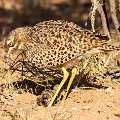 Spotted thick knee with chick and egg    MG 8993